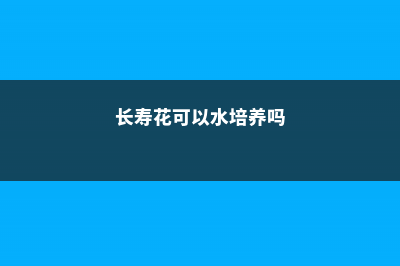 长寿花可以水培吗 (长寿花可以水培养吗)