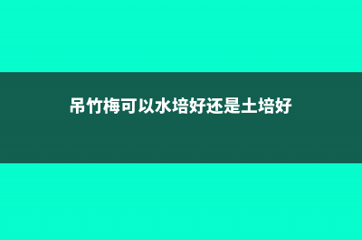 吊竹梅可以水培吗 (吊竹梅可以水培好还是土培好)