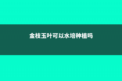 金枝玉叶可以水培吗 (金枝玉叶可以水培种植吗)