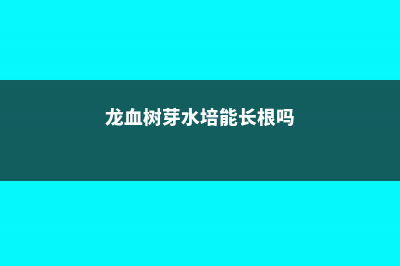 龙血树的水培步骤及养护方法大全 (龙血树芽水培能长根吗)