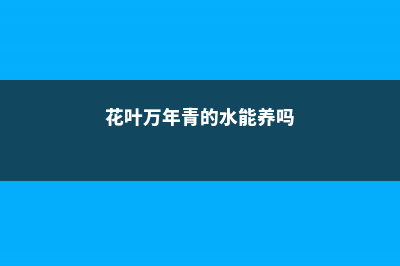 花叶万年青的水培方法 (花叶万年青的水能养吗)