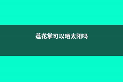 莲花掌的水培方法 (莲花掌可以晒太阳吗)