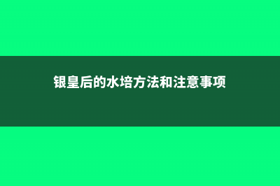 银皇后的水培方法 (银皇后的水培方法和注意事项)