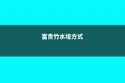 富贵竹的水培方法 (富贵竹水培方式)