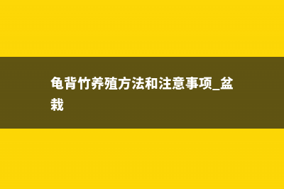 龟背竹水培方法 (龟背竹养殖方法和注意事项 盆栽)