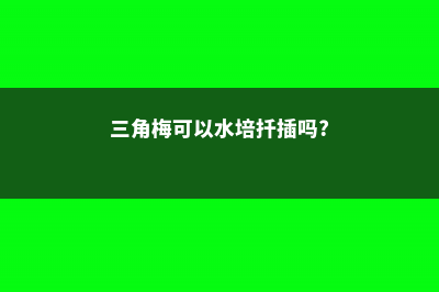 三角梅可以水培吗 (三角梅可以水培扦插吗?)