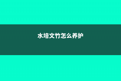 水培文竹怎么养 (水培文竹怎么养护)