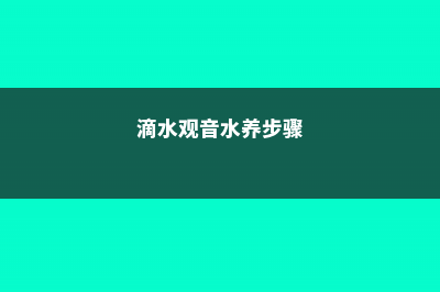 滴水观音水养方法 (滴水观音水养步骤)