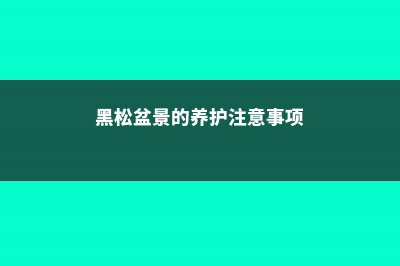 黑松盆景的养护方法 (黑松盆景的养护注意事项)