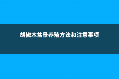 胡椒木盆景养殖方法 (胡椒木盆景养殖方法和注意事项)