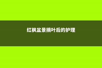 红枫盆景怎么摘叶，这样做观赏性超高！ (红枫盆景摘叶后的护理)