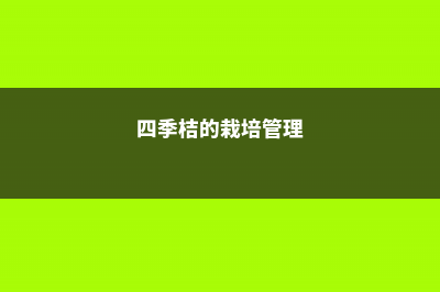 四季桔盆景怎么制作？ (四季桔的栽培管理)