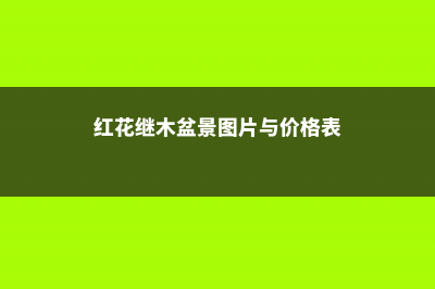 红花继木的盆景造型方式 (红花继木盆景图片与价格表)