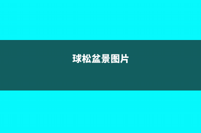 球松盆景怎么制作 (球松盆景图片)