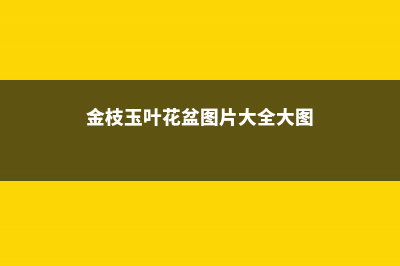 金枝玉叶花的盆景造型和养护 (金枝玉叶花盆图片大全大图)