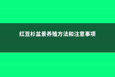 红豆杉盆景养殖方法 (红豆杉盆景养殖方法和注意事项)