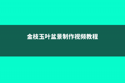 金枝玉叶盆景制作技巧 (金枝玉叶盆景制作视频教程)