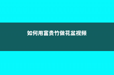 如何用富贵竹做盆景造型 (如何用富贵竹做花盆视频)