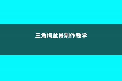 三角梅盆景制作方法 (三角梅盆景制作教学)