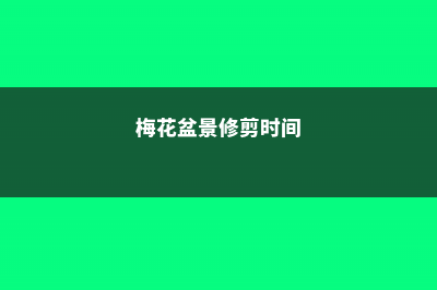 梅花盆景的修剪与绑扎技巧 (梅花盆景修剪时间)