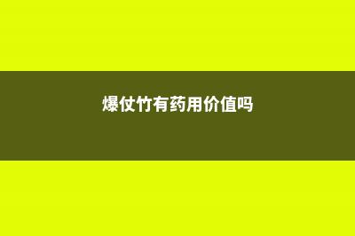 爆仗竹盆栽管理方法 (爆仗竹有药用价值吗)