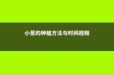 小葱的种植方法与时间 (小葱的种植方法与时间视频)