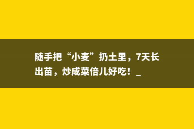 随手把“小麦”扔土里，7天长出苗，炒成菜倍儿好吃！ 