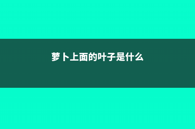 萝卜上面的“叶子”别扔，种土里浇点水，吃了比“钙片”还有用！ (萝卜上面的叶子是什么)