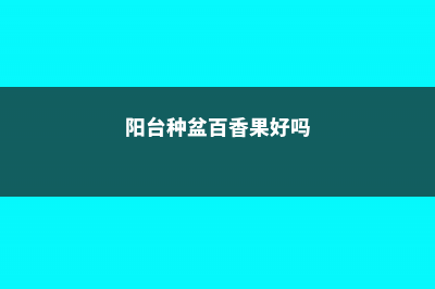 阳台种盆百香果，枝条“扦插”成活快，年年结果吃不完！ (阳台种盆百香果好吗)