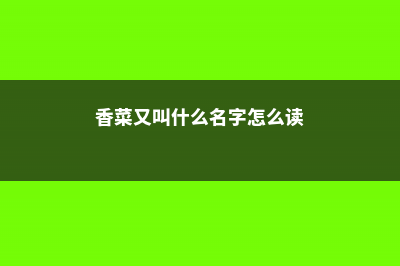 香菜又叫什么名字 (香菜又叫什么名字怎么读)