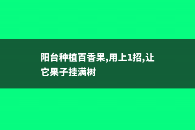 阳台种植百香果的方法 (阳台种植百香果,用上1招,让它果子挂满树)