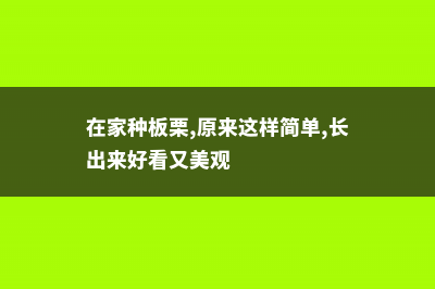 阳台怎么种板栗？种盆里比花还好看！ (在家种板栗,原来这样简单,长出来好看又美观)