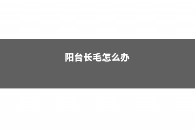 阳台怎么盆栽毛豆？ (阳台长毛怎么办)