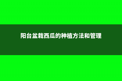 阳台盆栽西瓜的方法 (阳台盆栽西瓜的种植方法和管理)