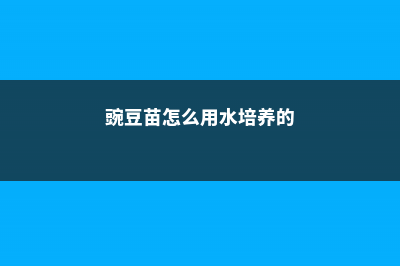 豌豆苗的水培方法 (豌豆苗怎么用水培养的)