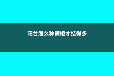 阳台上怎么种辣椒 (阳台怎么种辣椒才结得多)