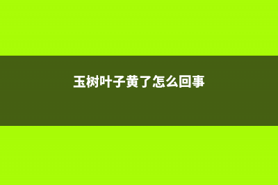 玉树叶子发黄了怎么回事，有什么解决方法 (玉树叶子黄了怎么回事)