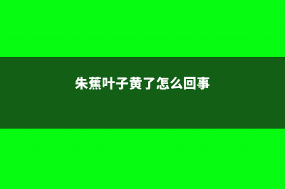 朱蕉叶子黄了怎么办，叶子干枯怎么办 (朱蕉叶子黄了怎么回事)