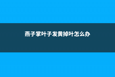 燕子掌叶子发黄怎么回事，怎么办 (燕子掌叶子发黄掉叶怎么办)