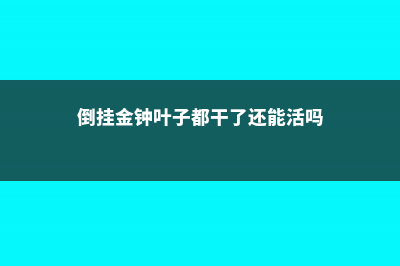 倒挂金钟干叶子是怎么回事 (倒挂金钟叶子都干了还能活吗)