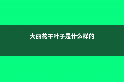 大丽花干叶子是怎么回事 (大丽花干叶子是什么样的)