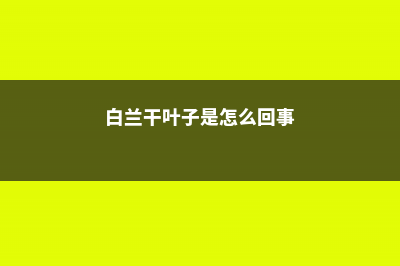 白兰干叶子是怎么回事 (白兰干叶子是怎么回事)