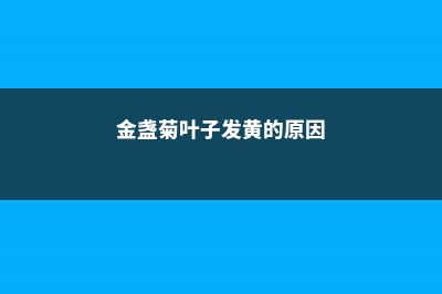 金盏菊黄叶的原因和处理办法 (金盏菊叶子发黄的原因)