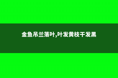 金鱼吊兰黄叶的原因和处理办法 (金鱼吊兰落叶,叶发黄枝干发黑)