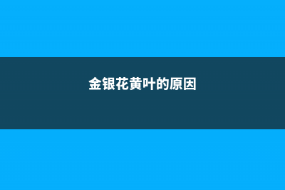 金银花黄叶的原因和处理办法 (金银花黄叶的原因)