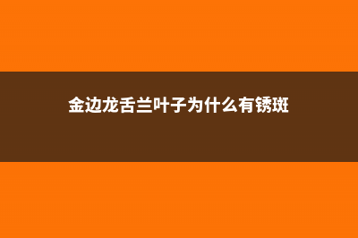 金边龙舌兰黄叶的原因和处理方法 (金边龙舌兰叶子为什么有锈斑)