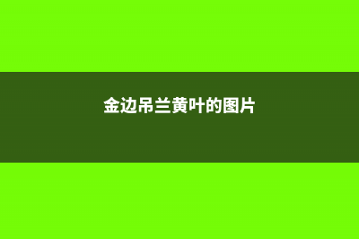 金边吊兰黄叶的原因和处理办法 (金边吊兰黄叶的图片)