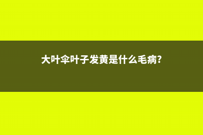 大叶伞叶子发黄怎么办，为什么会黄叶 (大叶伞叶子发黄是什么毛病?)