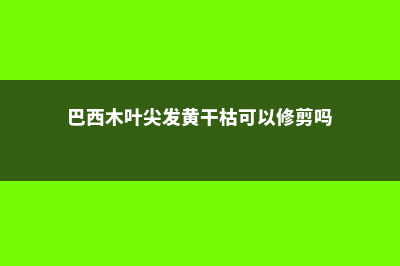 巴西木叶尖发黄怎么办，怎么补救 (巴西木叶尖发黄干枯可以修剪吗)