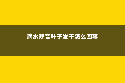 滴水观音叶子发黄是什么原因，老是黄叶怎么办 (滴水观音叶子发干怎么回事)